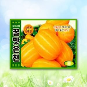 꿀맛은천참외