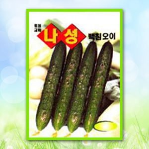 나성백침오이
