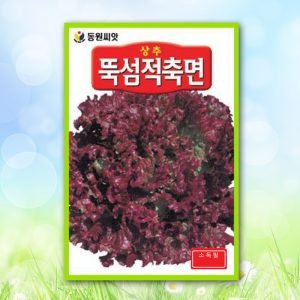 뚝썸적축면상추