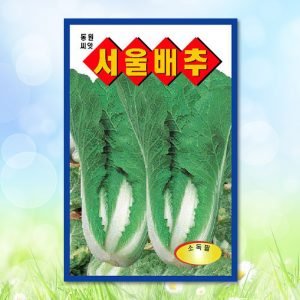 서울배추