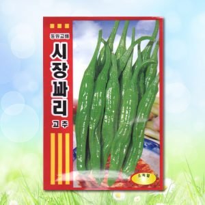 시장꽈리