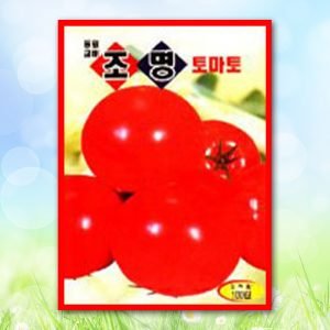 조명토마토