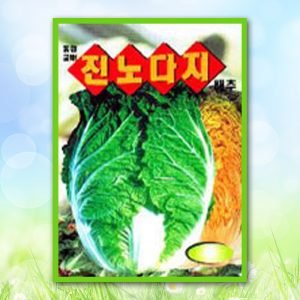 진노다지배추