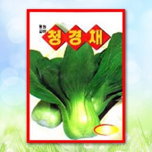 청경채