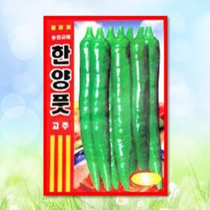 한양풋고추